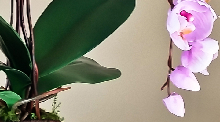 Kokedama Purple Orchid arrangement